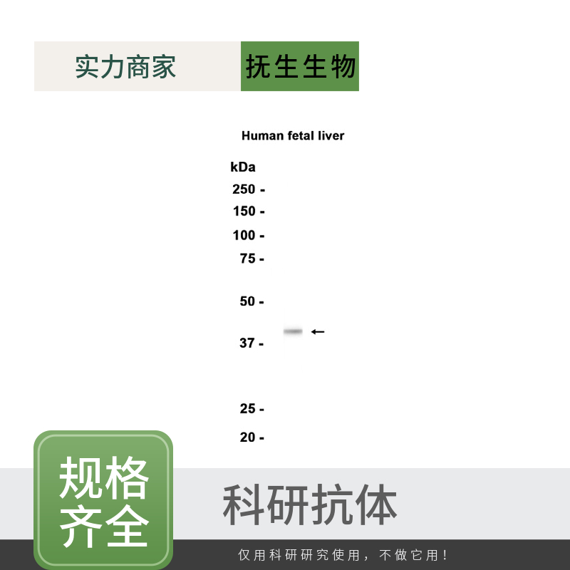 抗氧化蛋白1抗体