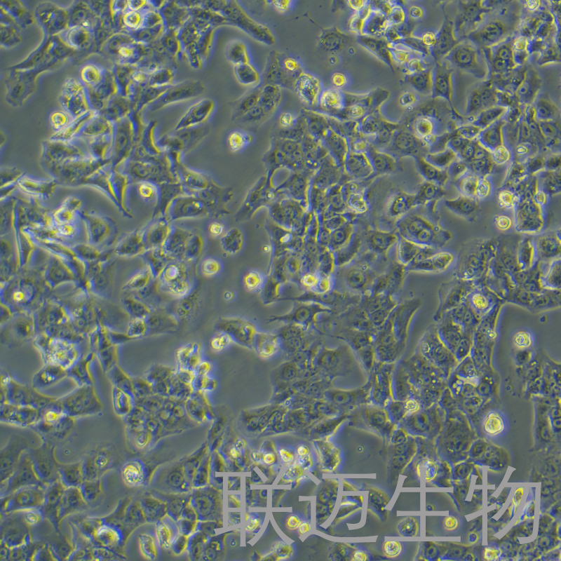 Hepa1-6/Lenvatinib细胞（小鼠肝癌细胞仑伐替尼耐药株）LM8C0714D