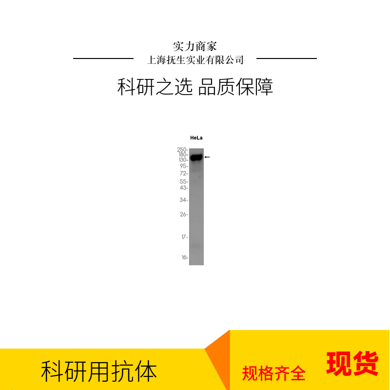胶原蛋白和钙结合表皮生长因子结构域1抗体