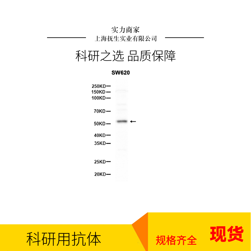 胶质细胞系源性神经营养因子受体α1样蛋白抗体
