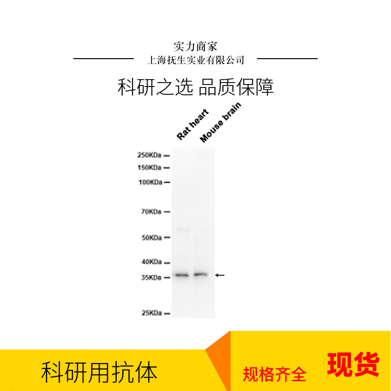 紧密连接蛋白抗体