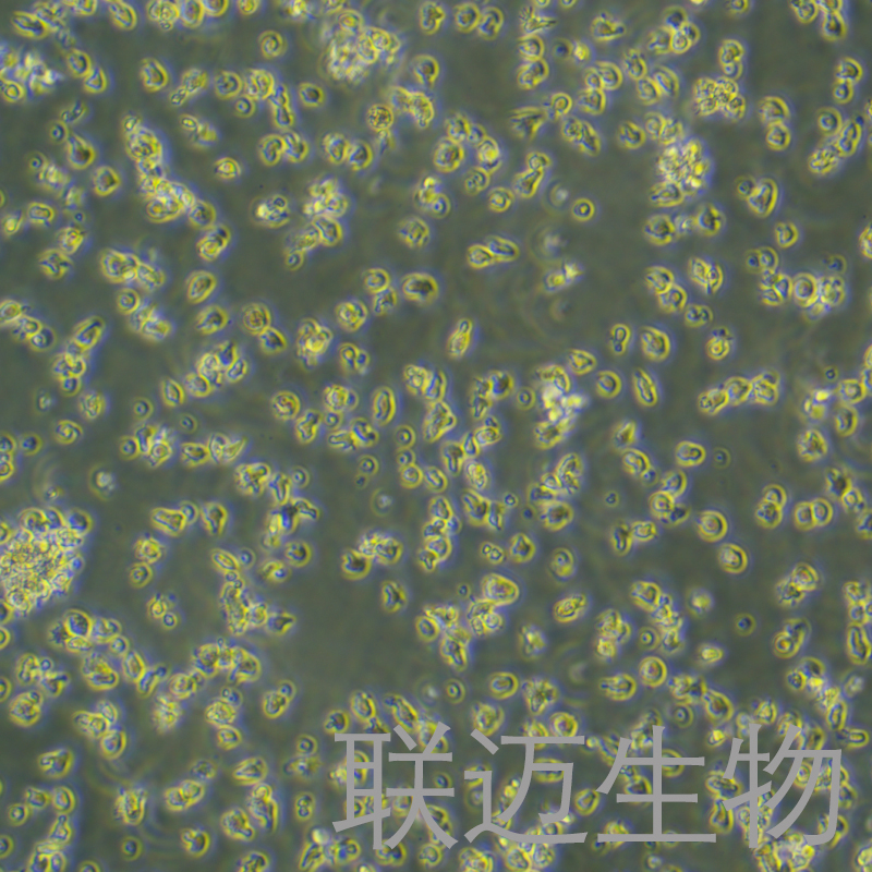 HKBML细胞（淋巴瘤细胞）LM8C1326