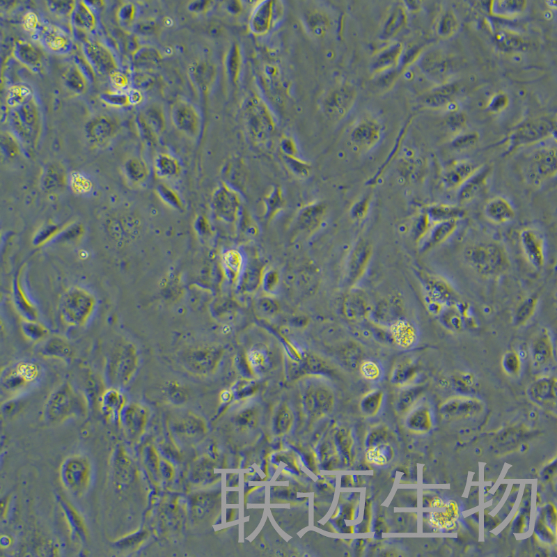 HLEC细胞（人淋巴内皮细胞）LM8C1328