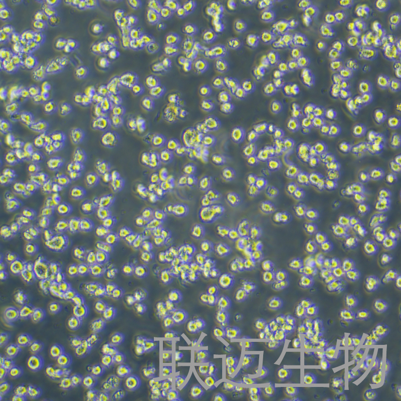 HMC-1细胞（人肥大细胞）LM8C1329