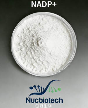 β-烟酰胺腺嘌呤二核苷酸磷酸