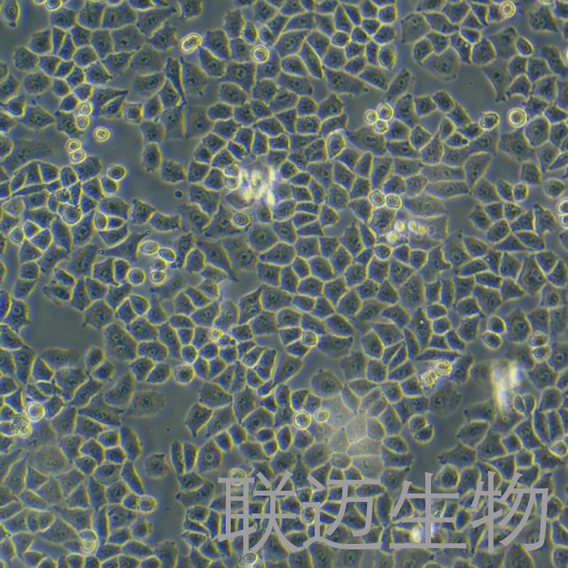 HOK细胞（人正常口腔角质细胞）LM8C1332