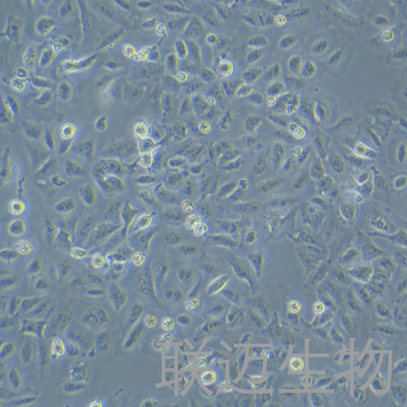 HPDE6-C7细胞（人正常胰腺导管上皮细胞）LM8C1334