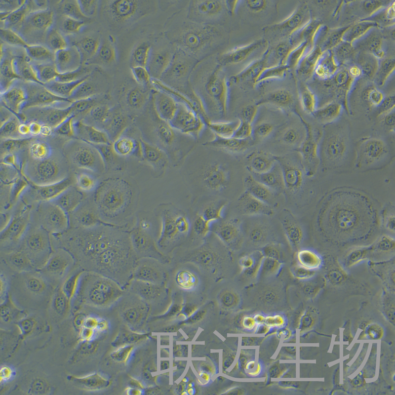 HSC-2细胞（人口腔鳞状肿瘤细胞）LM8C1335