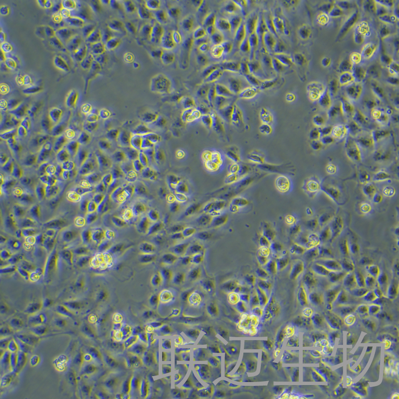IPEC-J2-LUC-RFP细胞（猪小肠上皮细胞永生化红色荧光蛋白荧光素酶标记）LM8C1172-LR