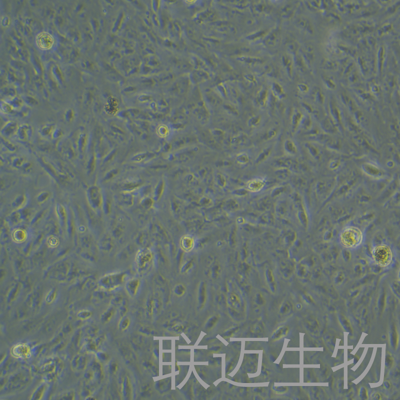 JHH-6细胞（肝细胞癌细胞）LM8C1343