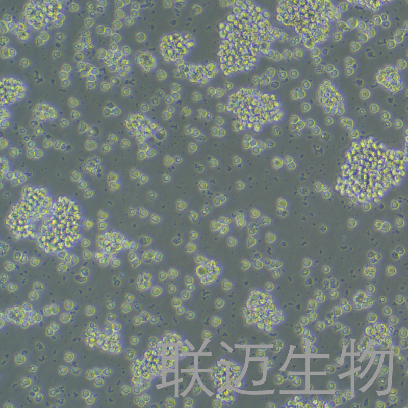 Jurkat细胞（人急性T淋巴细胞白血病细胞）LM8C1346