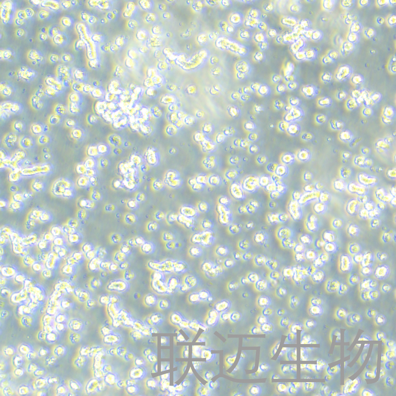 KCL-22细胞（人慢性粒细胞白血病细胞）LM8C1348