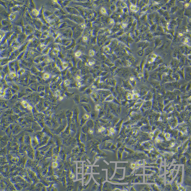 Kelly细胞（人神经母细胞瘤）LM8C1349