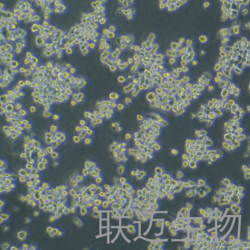 KMS11细胞（人骨髓瘤细胞）LM8C1352