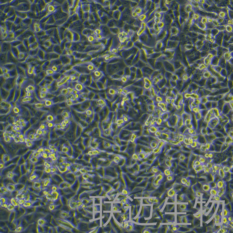 KP-4细胞（人胰腺癌细胞）LM8C1353