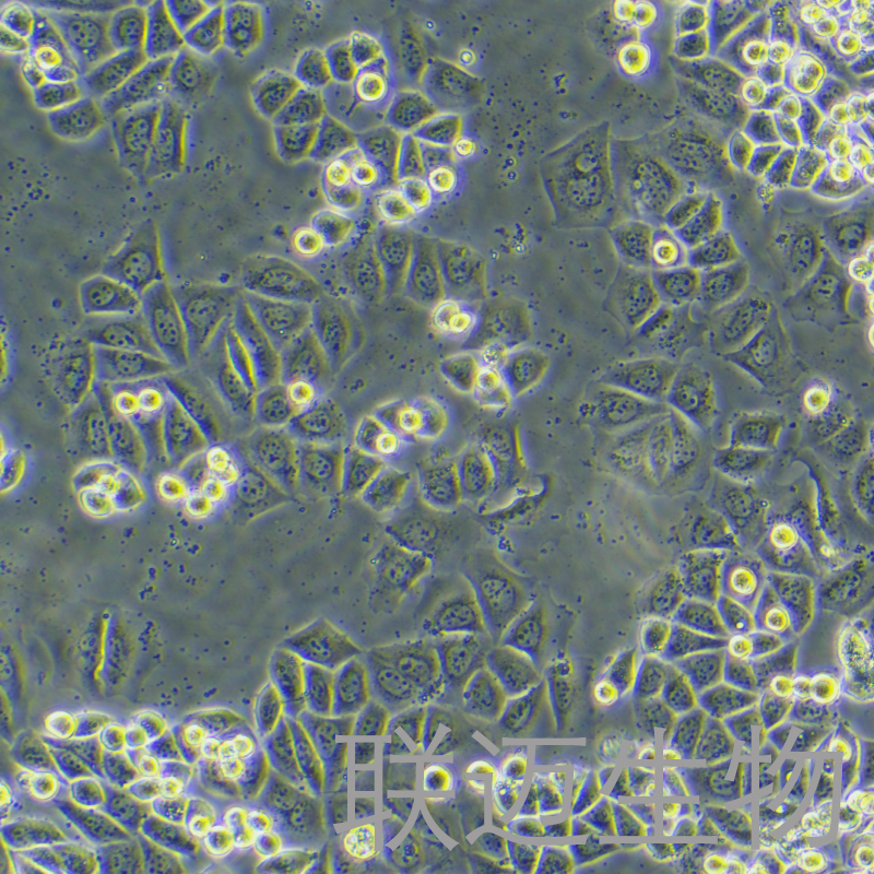 KPL4细胞（人乳腺癌细胞系）LM8C1354