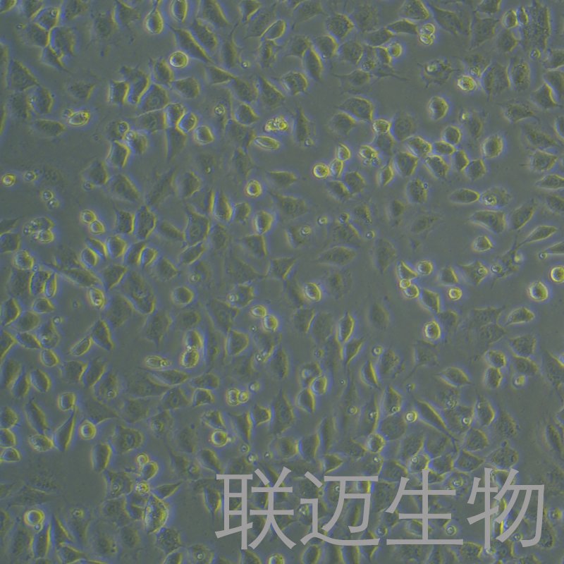 L929-GFP细胞（小鼠成纤维细胞带绿色荧光）LM8C0716-G