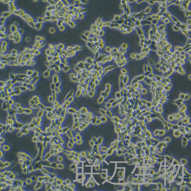 LLC表达mcherry的LLC稳转细胞株（小鼠肺癌细胞）LM8C0140P