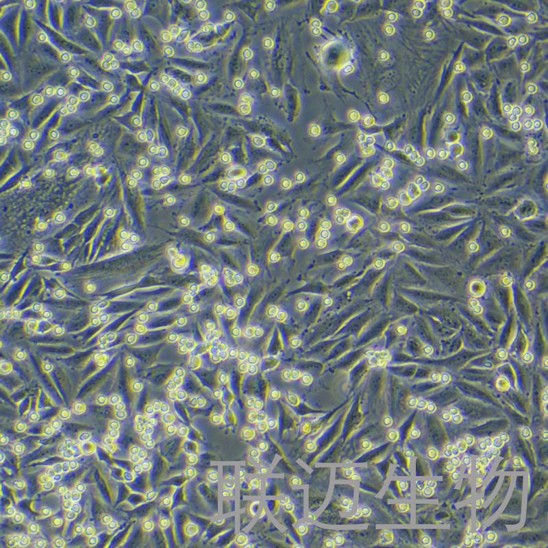 LN-229-LUC细胞（人脑髓母细胞瘤细胞带荧光素酶）LM8C0578-L