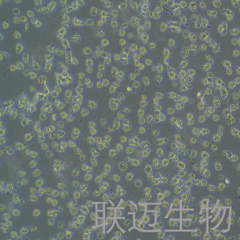 LUVA细胞（人肥大细胞系永生化）LM8C1364