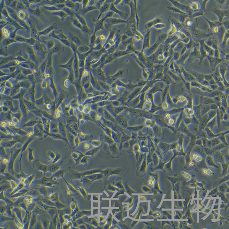 MAC-T细胞（奶牛乳腺上皮细胞系）LM8C1366
