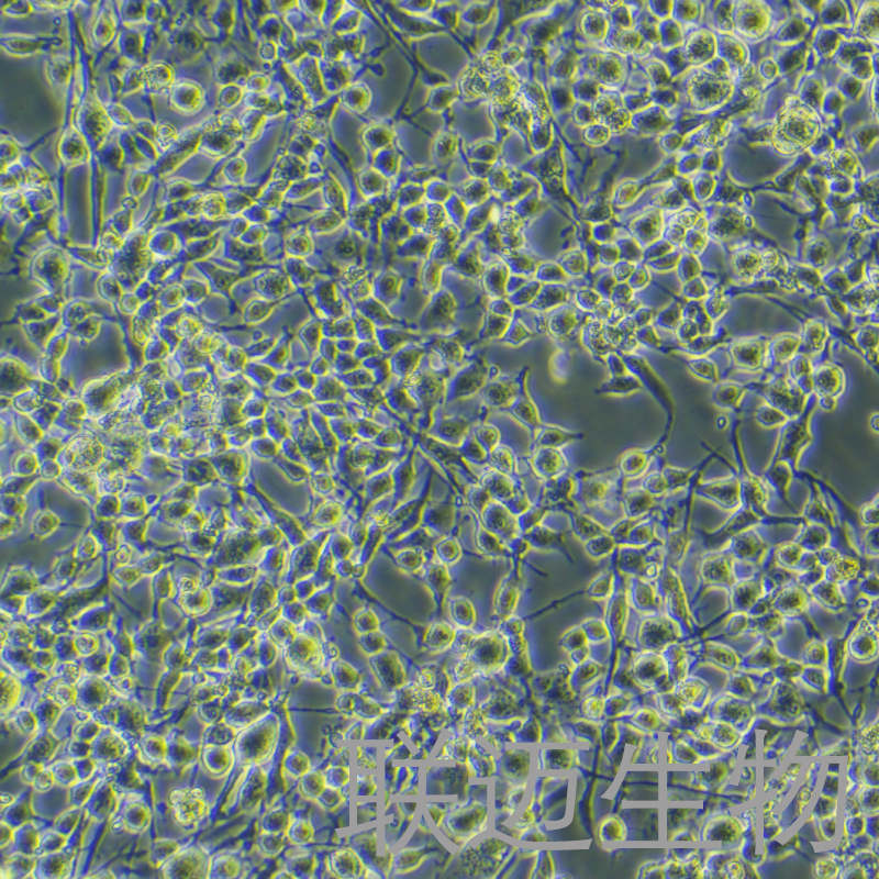 MC38-OVA-LUC细胞（小鼠结肠癌细胞稳转）LM8C0802-OVA-L