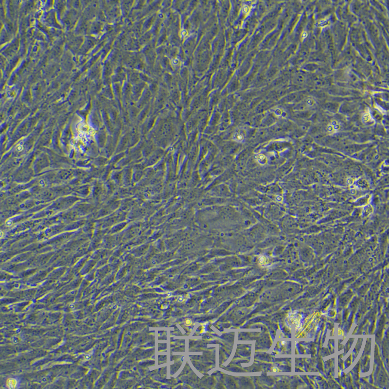 MC3T3-E1细胞（小鼠胚胎成骨细胞前体细胞）LM8C1368