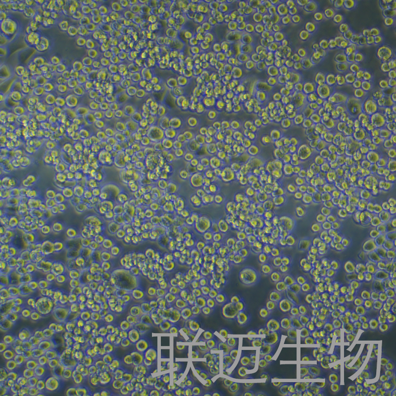 MDA-MB-453+luc细胞（人乳腺癌细胞荧光素酶标记）LM8C0152-L