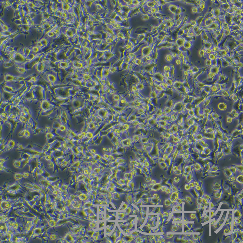 MFC-LUC-GFP-Puro细胞（小鼠前胃癌细胞-红色荧光蛋白荧光素酶标记）LM8C0156-LG
