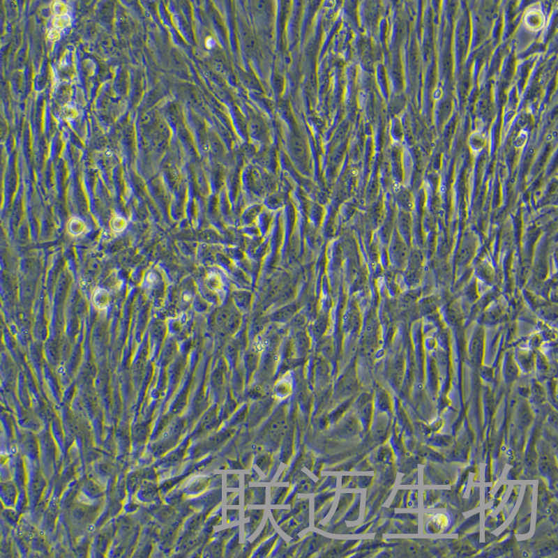 MH7A细胞（人正常关节滑膜成纤维细胞）LM8C1374