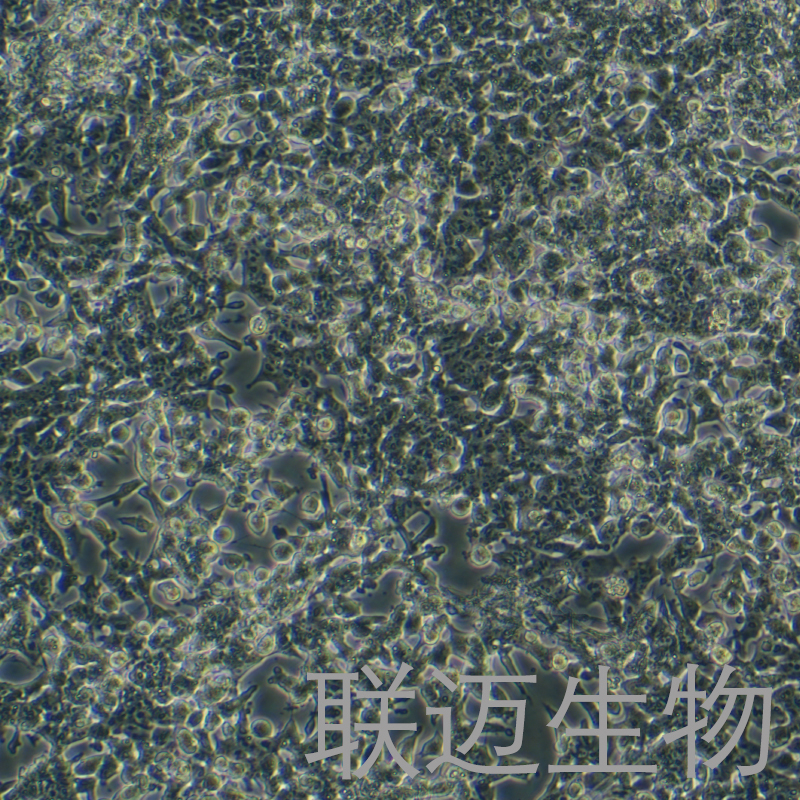 MN9D细胞（小鼠中脑多巴胺能神经元细胞）