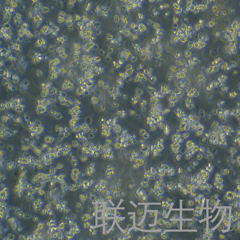 Mo7e细胞（人巨细胞白血病细胞）LM8C1380