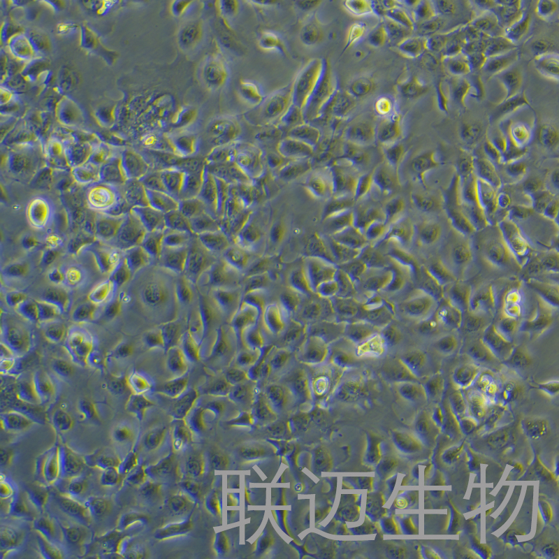 moc1细胞（小鼠口腔鳞状细胞癌）LM8C1381