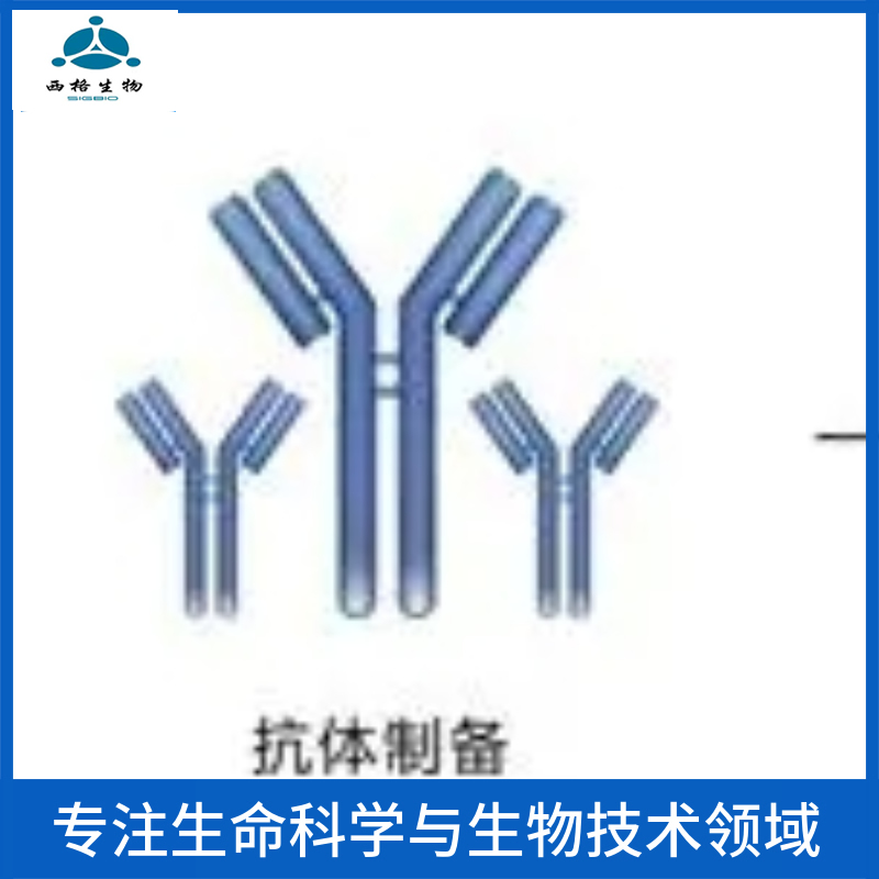 乙酰胆碱酯酶抗体