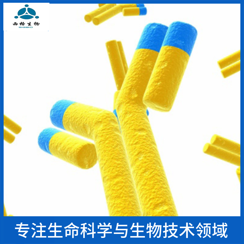 酸敏感离子通道1抗体