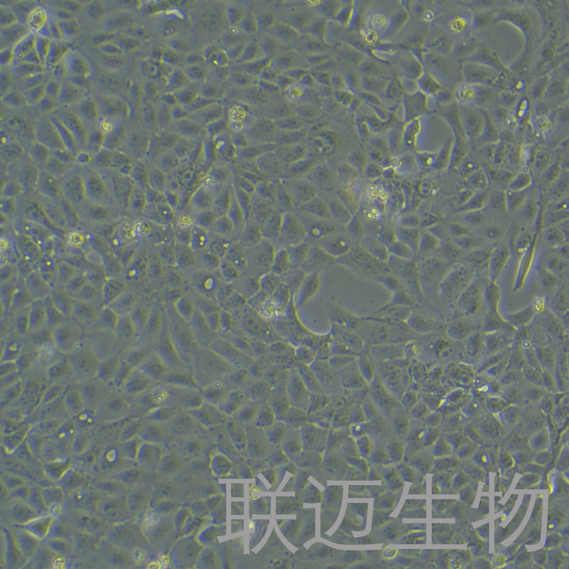 MDCK [NBL-2]细胞（犬肾细胞）LM8C1387