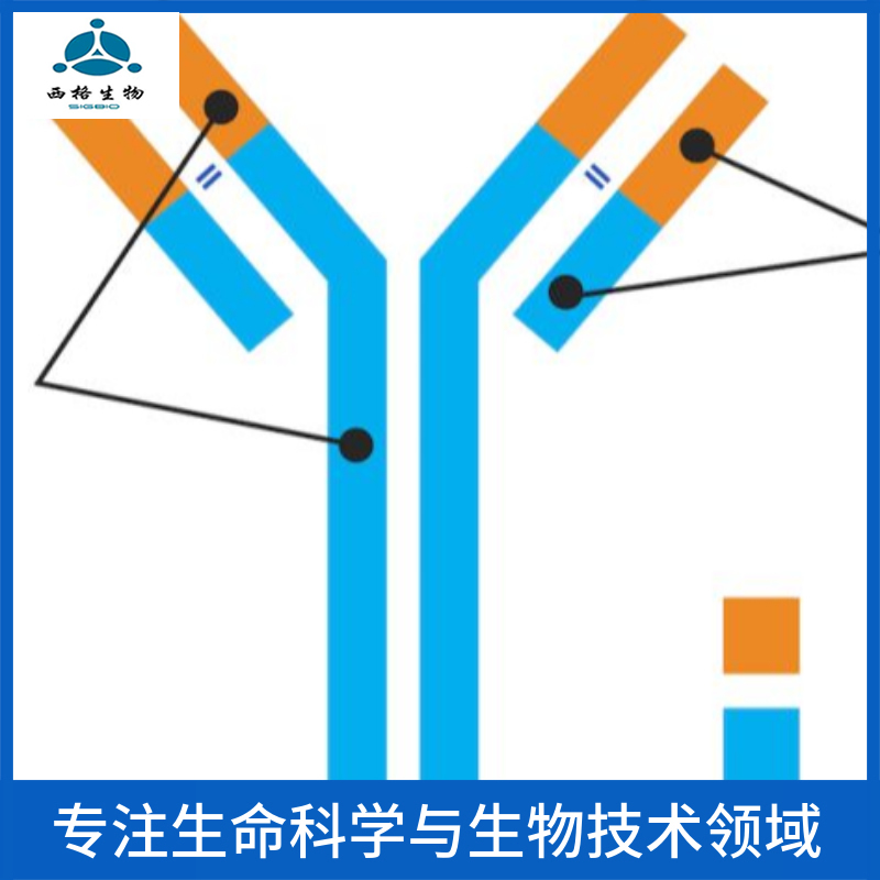 P-糖蛋白重组兔单克隆抗体
