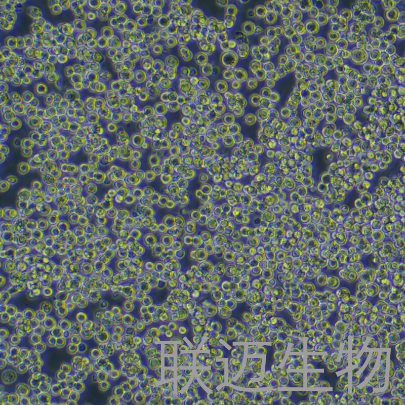 Nb2-11细胞（大鼠淋巴瘤细胞）LM8C1388