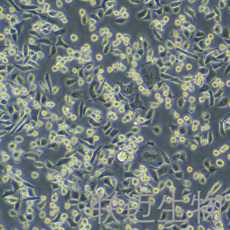 NCIH1355细胞（人非小细胞肺癌细胞）LM8C1389