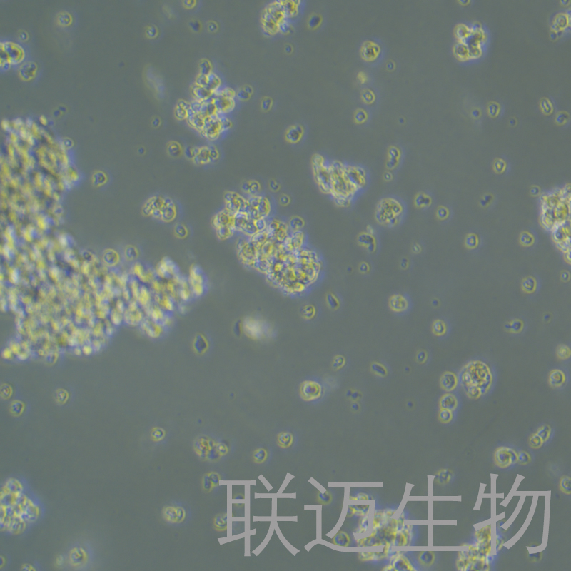 NCI-H1836细胞（人小细胞肺癌细胞）LM8C1395