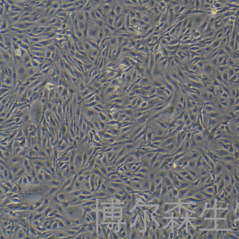 CIK细胞（草鱼肾细胞）