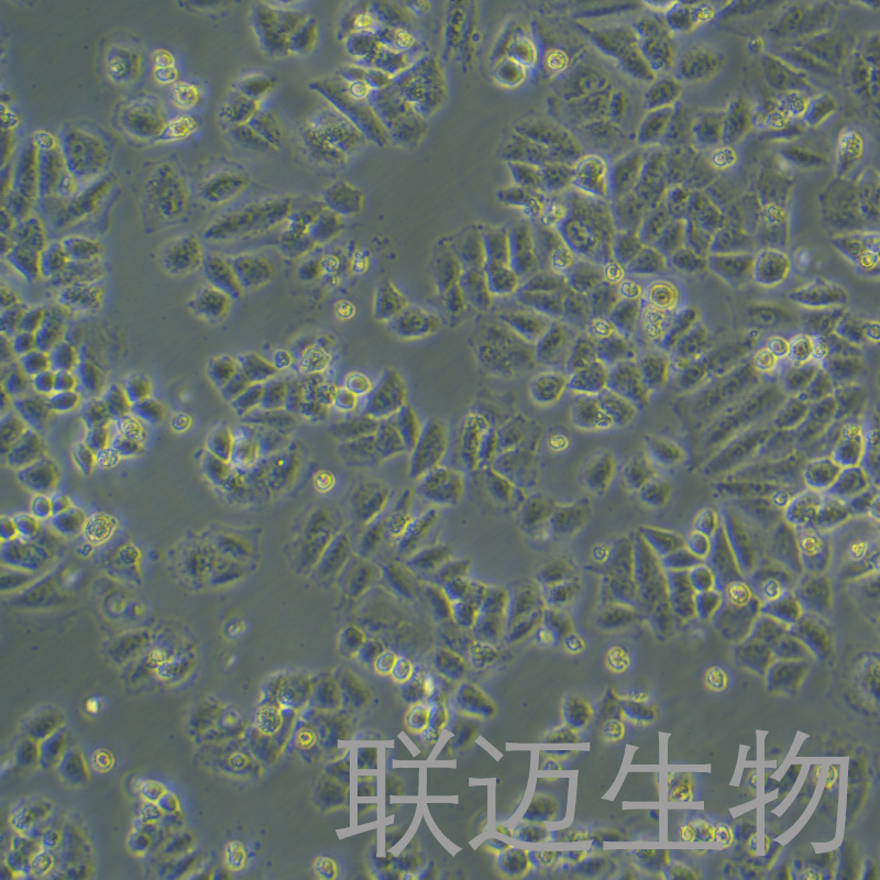 NCI-H460/cis细胞（人大细胞肺癌顺铂耐药株）LM8C0299D