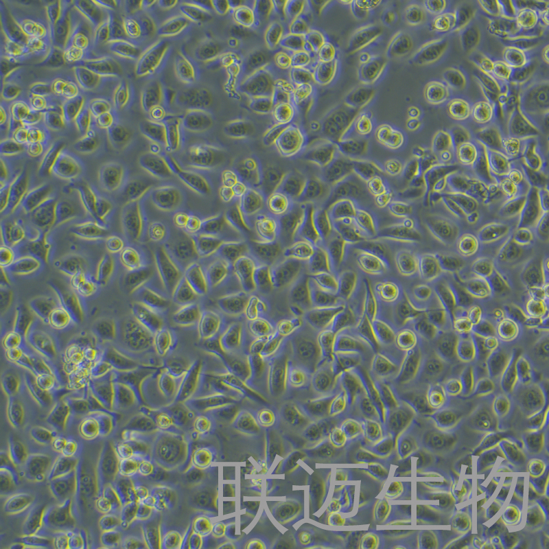 NCM460细胞（结直肠腺癌）LM8C1402