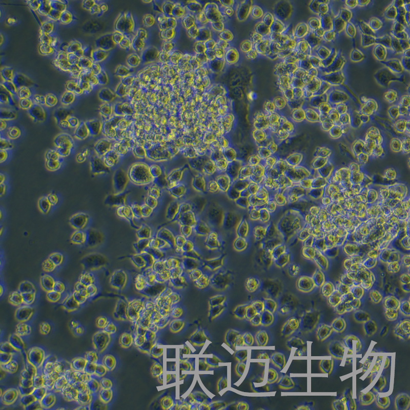 ND7/23细胞（杂交瘤细胞CD25）LM8C1403