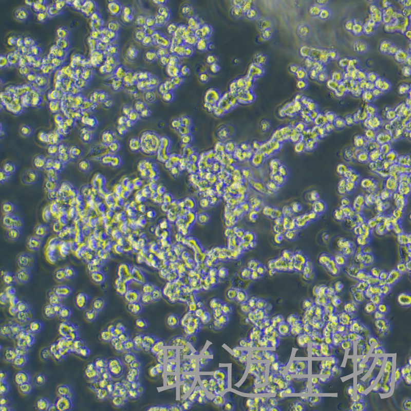 NSC-34细胞（小鼠神经元细胞）LM8C1407