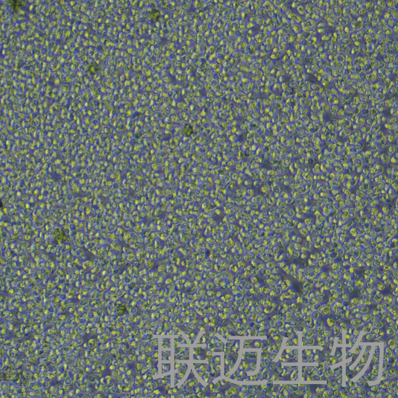 OCI-LY19细胞（人弥漫大B细胞淋巴瘤细胞）LM8C1410