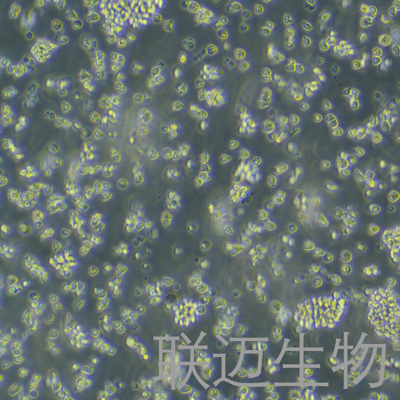 OCI-Ly7细胞（人弥漫大B淋巴瘤细胞）LM8C1411