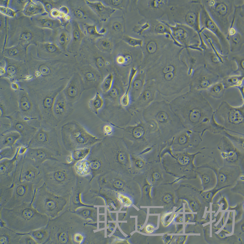 PANC-1/GEM细胞（人胰腺癌细胞吉西他滨耐药株）LM8C0184D
