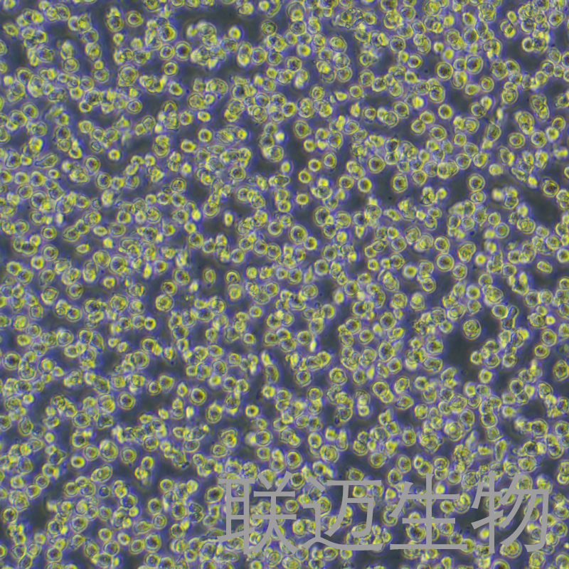 PBMC细胞（人外周血单个核细胞）LM8C1414