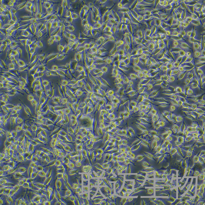 R28细胞（大鼠视网膜前体细胞）LM8C1420